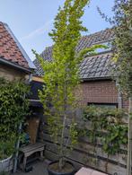 Zuilbeuk, Ophalen, Volle zon, Overige soorten