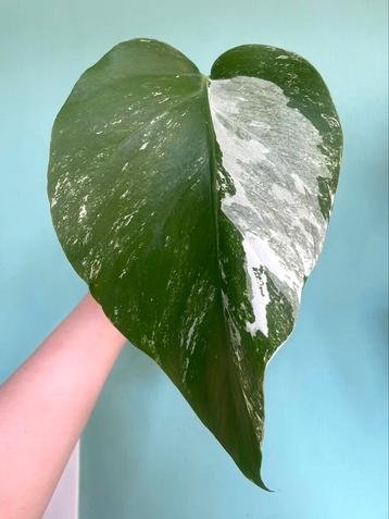 Gewortelde Monstera Albo Variegata stek / Wit marble mint beschikbaar voor biedingen