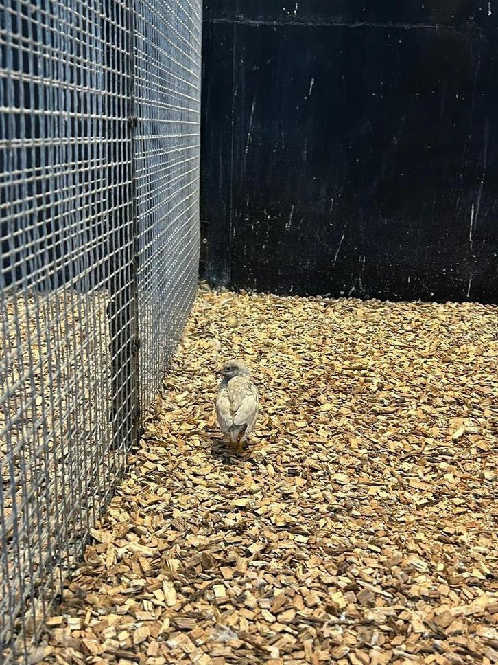 Chinese dwerkwartel haan, Dieren en Toebehoren, Pluimvee, Overige soorten, Mannelijk