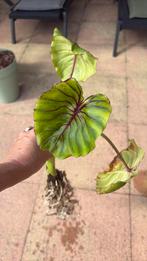 Colocasia esculenta Pharaohs Mask Red, Ophalen of Verzenden, Overige soorten, Volle zon