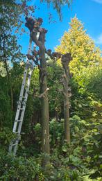 Gratis platanen, Tuin en Terras, Planten | Bomen, Ophalen, Volle zon, Overige soorten