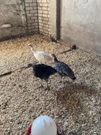 Jonge kalkoenen, Dieren en Toebehoren, Pluimvee, Meerdere dieren, Kalkoen