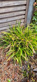 Japanse zegge - Carex morrowii 'Variegata', Ophalen