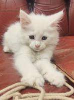 Kittens kruising langhaar, Dieren en Toebehoren, Katten en Kittens | Overige Katten, Meerdere dieren, Langharig, 0 tot 2 jaar