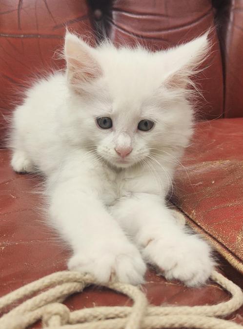 Kittens kruising langhaar, Dieren en Toebehoren, Katten en Kittens | Overige Katten, Langharig, Meerdere dieren, 0 tot 2 jaar