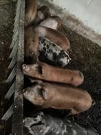 Te koop scharrelvarken paketten van husumer puur natuur!, Januari, Vrouwelijk