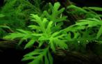 Vaantjesplant aquarium, Dieren en Toebehoren, Vissen | Aquaria en Toebehoren, Ophalen, Zo goed als nieuw, Plant(en), Steen of Hout