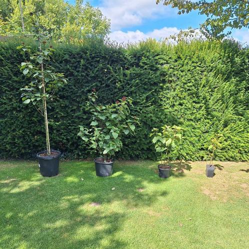 Mooie blijvende terrasplanten Pindakaasstruik, Tuin en Terras, Planten | Struiken en Hagen, Ophalen