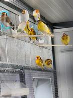 Diverse mutatie putters, Meerdere dieren, Wildzangvogel, Geringd