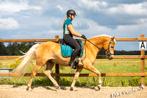 Brave haflinger ruin te koop, Dieren en Toebehoren, Paarden, Minder dan 160 cm, Gechipt, Ruin, M