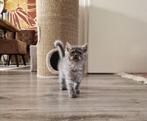 Britse korthaar X Perzische kittens, Dieren en Toebehoren, Katten en Kittens | Raskatten | Korthaar, Kater, Ingeënt