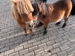 Mini ponys, Mei, Meerdere dieren