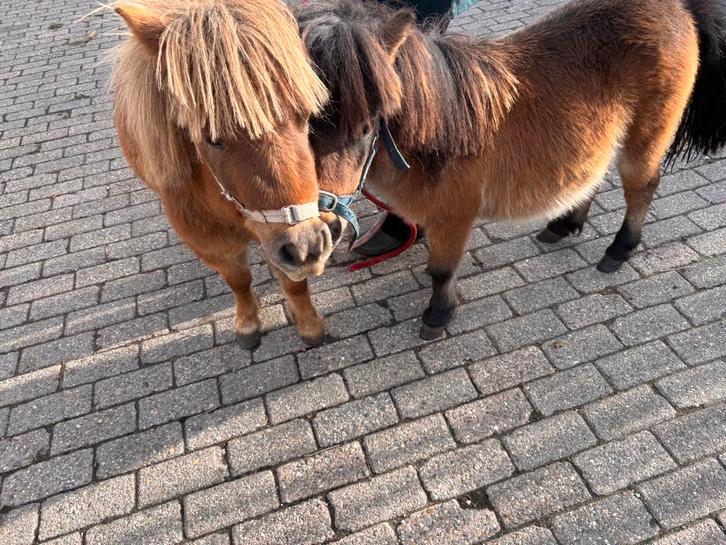 Mini ponys, Dieren en Toebehoren, Overige Dieren, Meerdere dieren, Mei