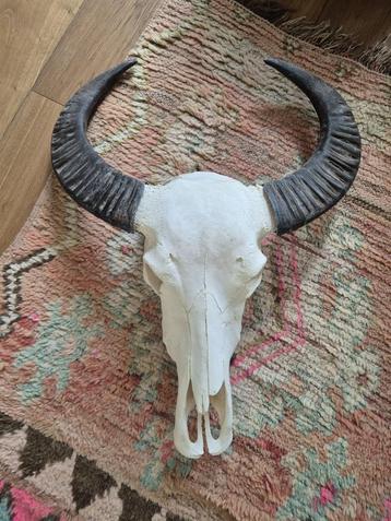 Wanddecoratie buffel gewei - Ibiza stijl beschikbaar voor biedingen
