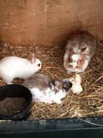 2 jonge Mini Lop konijntjes ( rammetjes ), Dieren en Toebehoren, Meerdere dieren