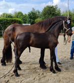 Luxe eerste premie fries hengstveulen, Minder dan 160 cm, Gechipt, Niet van toepassing, 0 tot 2 jaar