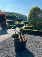 Taxus media 'farmen’ bonsai, In pot, Halfschaduw, Lente, Overige soorten