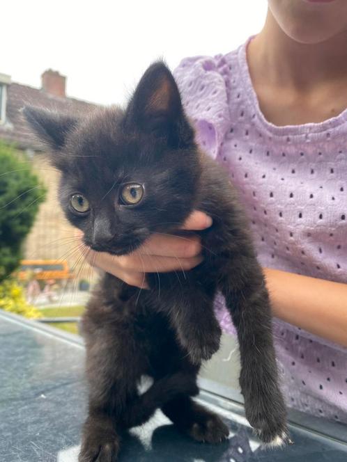 4 kittens zoeken een mooi huisje, Dieren en Toebehoren, Katten en Kittens | Overige Katten, Kater