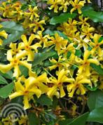 Trachelospermum jasm. Star of Toscane gele Toscaanse jasmijn, Tuin en Terras, Planten | Tuinplanten, Vaste plant, Ophalen of Verzenden