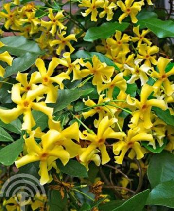 Trachelospermum jasm. Star of Toscane gele Toscaanse jasmijn beschikbaar voor biedingen