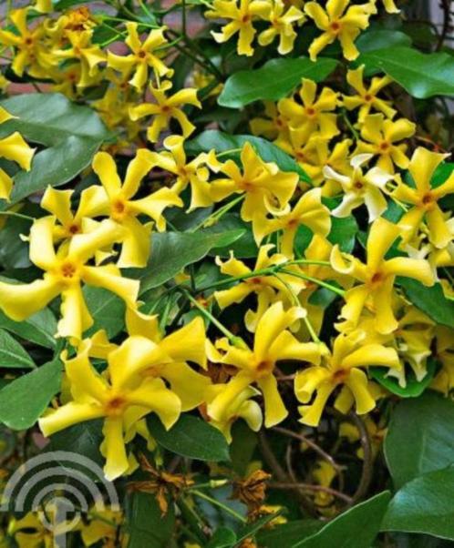 Trachelospermum jasm. Star of Toscane gele Toscaanse jasmijn, Tuin en Terras, Planten | Tuinplanten, Vaste plant, Klimplanten