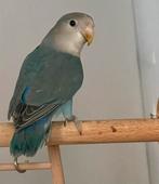 Agapornis Dwergpapegaai Lovebird Handtam bijt niet, Meerdere dieren, Dwergpapegaai of Agapornis, Geringd