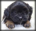Poedel x Boomer kruising pups, Dieren en Toebehoren, Honden | Chihuahua's en Gezelschapshonden, Meerdere, Teef, 8 tot 15 weken