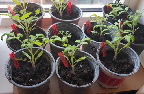Moestuin stekjes oa  div paprika krombek div tomaten peper, Tuin en Terras, Planten | Tuinplanten, Eenjarig, Groenteplanten, Volle zon