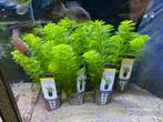 Limnophila heterophylla ( aquariumplanten ), Dieren en Toebehoren, Vissen | Aquaria en Toebehoren, Ophalen of Verzenden, Zo goed als nieuw