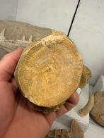 Gigantische enchodus wervel., Ophalen of Verzenden, Fossiel