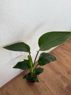 Strelitzia Nicolai - Paradijsvogelplant 70cm, Huis en Inrichting, Kamerplanten, Overige soorten, In pot, Minder dan 100 cm, Groene kamerplant