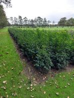 Portugese laurier Prunus lusitanica Angustifolia, Ophalen of Verzenden, Laurier, Haag, Minder dan 100 cm