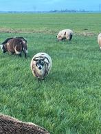 Bonte ooien, Vrouwelijk, Schaap