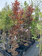 Zuil rode beuken! 225cm hoog! Fagus sylvatica dawyck purple, In pot, Halfschaduw, Ophalen of Verzenden, 100 tot 250 cm