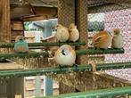 baardmannetje, Dieren en Toebehoren, Meerdere dieren, Wildzangvogel, Geringd