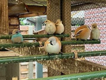 baardmannetje beschikbaar voor biedingen