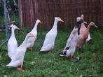 7 lieve schattige loopeenden, Dieren en Toebehoren, Vogels | Hokken en Kooien, Ophalen of Verzenden, Aluminium, Volière