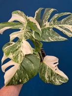 Monstera Deliciosa Variegata p15 (5)
