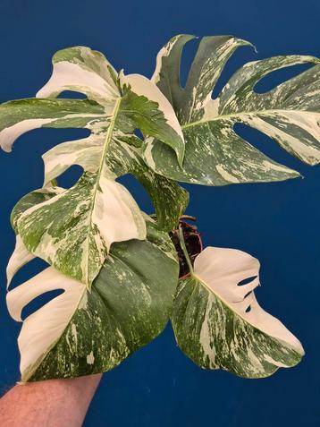 Monstera Deliciosa Variegata p15 (5) beschikbaar voor biedingen