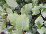 75 Groene Beukenhaag 100-125 cm – Fagus sylvatica, Ophalen, Beukenhaag, Haag, 100 tot 250 cm