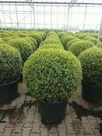 Ilex Convexa bollen in pot, Ophalen, Overige soorten, Halfschaduw