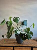 Monstera deliciosa circa 100 x 100 exclusief pot, Ophalen of Verzenden, Halfschaduw, Minder dan 100 cm