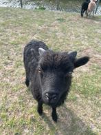 Ouessant ram lam, Dieren en Toebehoren, Schapen, Geiten en Varkens, Mannelijk, Schaap