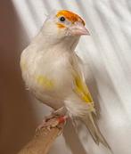 Major Putter, Dieren en Toebehoren, Vrouwelijk, Wildzangvogel