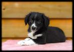 Lieve border collie x friesestabij pups zoeken baasjes, Reu, 8 tot 15 weken, CDV (hondenziekte), Meerdere