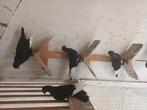 4 mooie  zwarte  witpen  hoogvliegers  csapos jonge duiven, Geslacht onbekend, Overige soorten