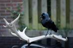 Opgezette kauw op gewij Taxidermy, Verzamelen, Ophalen of Verzenden, Nieuw, Vogel, Opgezet dier