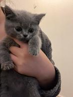 Laatste 2 britse korthaar kittens!!!, Meerdere dieren, Ontwormd, 0 tot 2 jaar