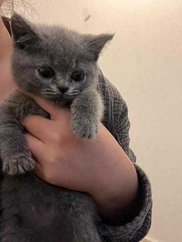 Laatste 2 britse korthaar kittens!!! beschikbaar voor biedingen