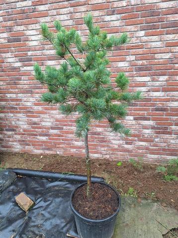 pinus parviflora beschikbaar voor biedingen